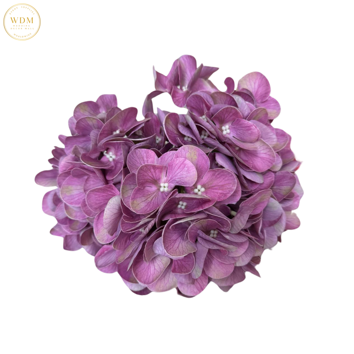 5-Head Hydrangea Bunch