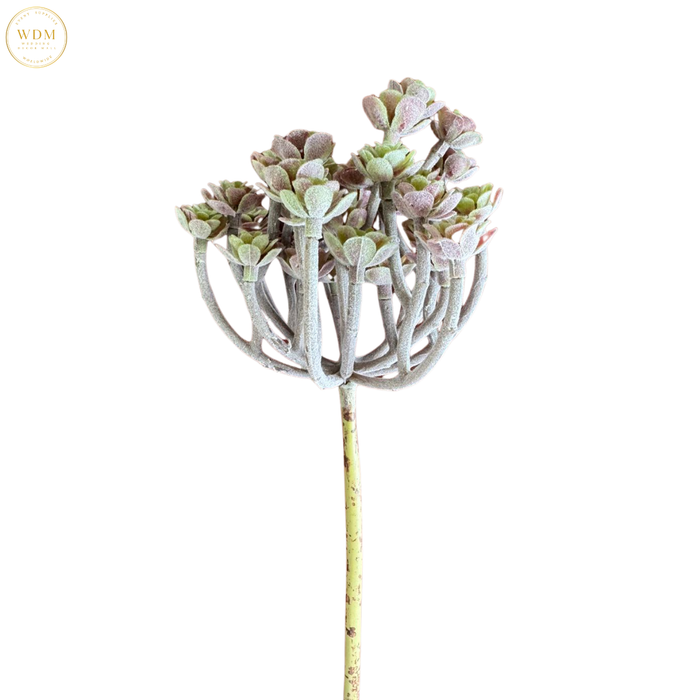 dried succulent stem Succulent Stem with Multi-Head Cluster * — Wedding Decor Mall