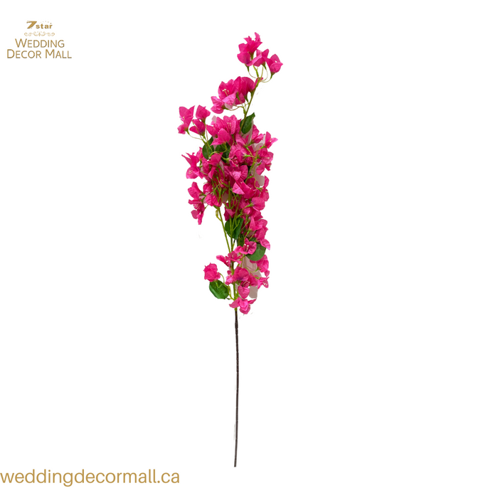 Bougainvillea Stems