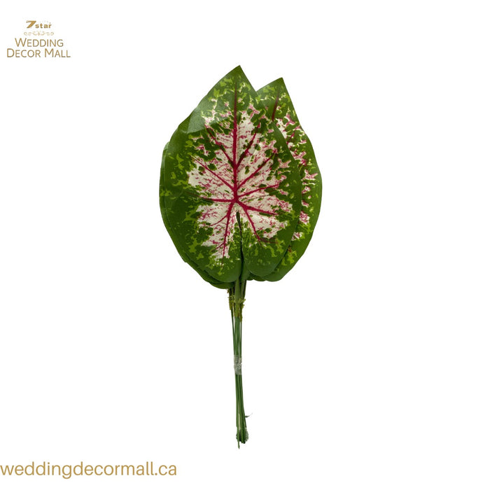 Caladium