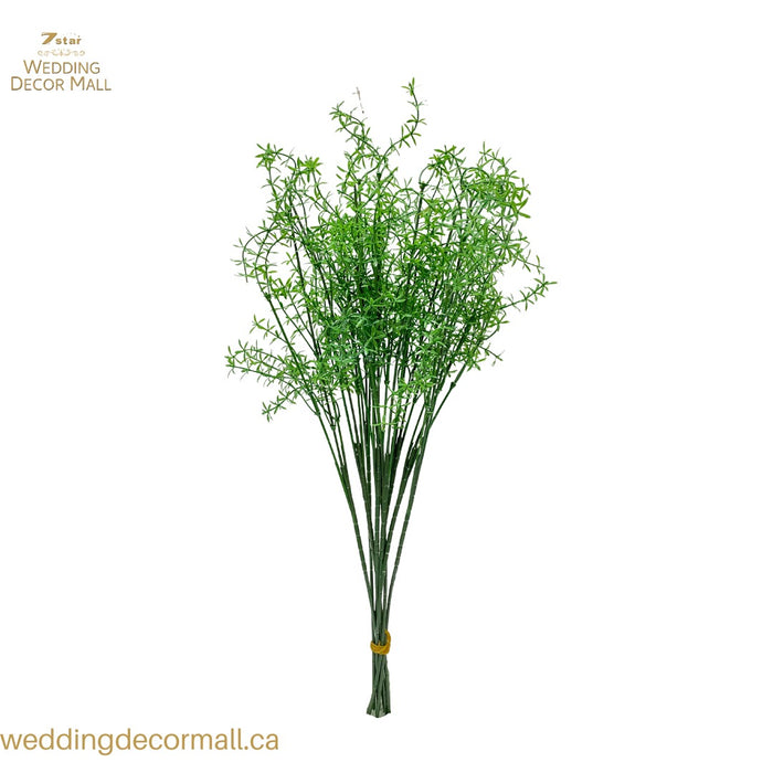 Asparagus Fern