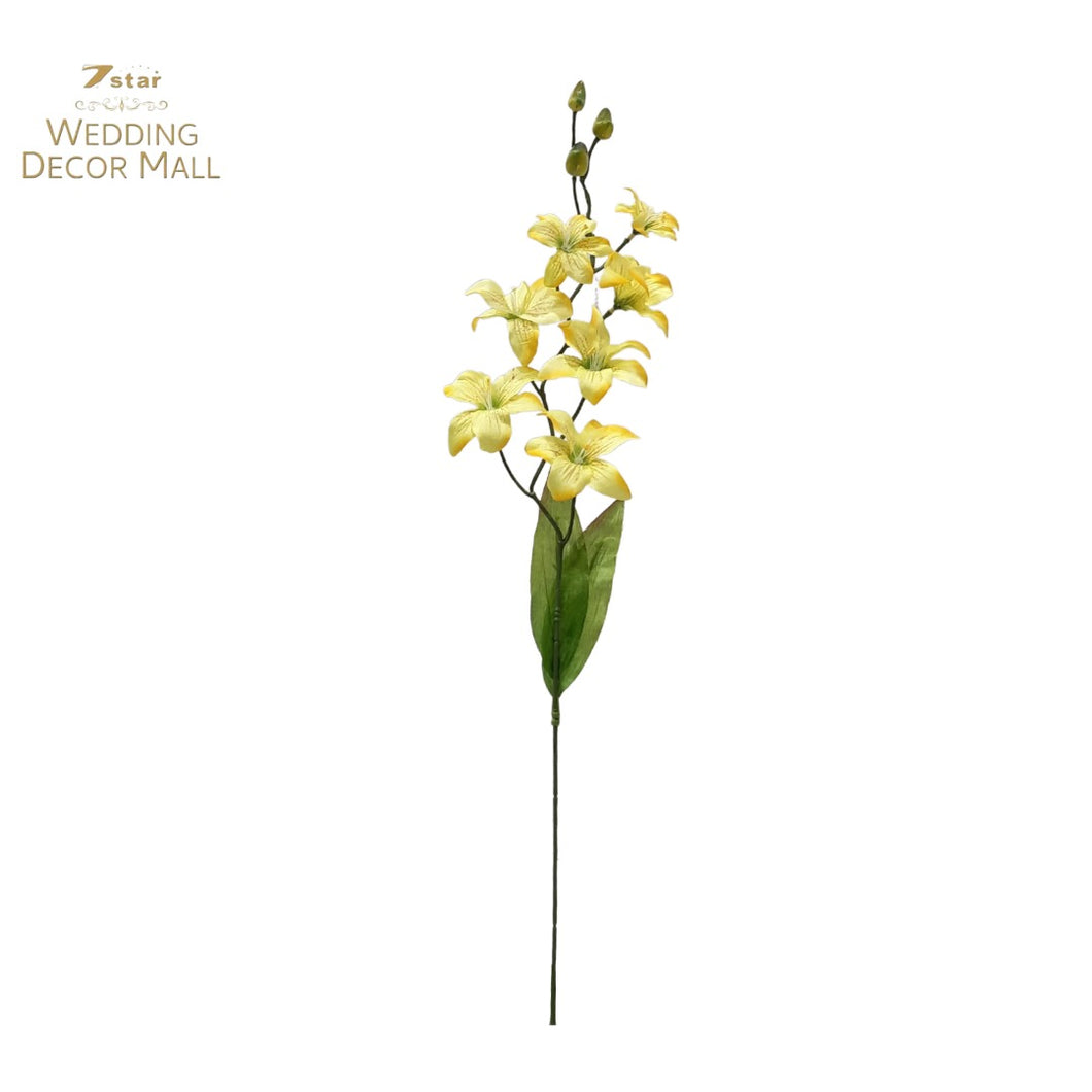 Boat Orchid (24 Stems)