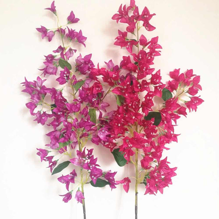 Bougainvillea Stems